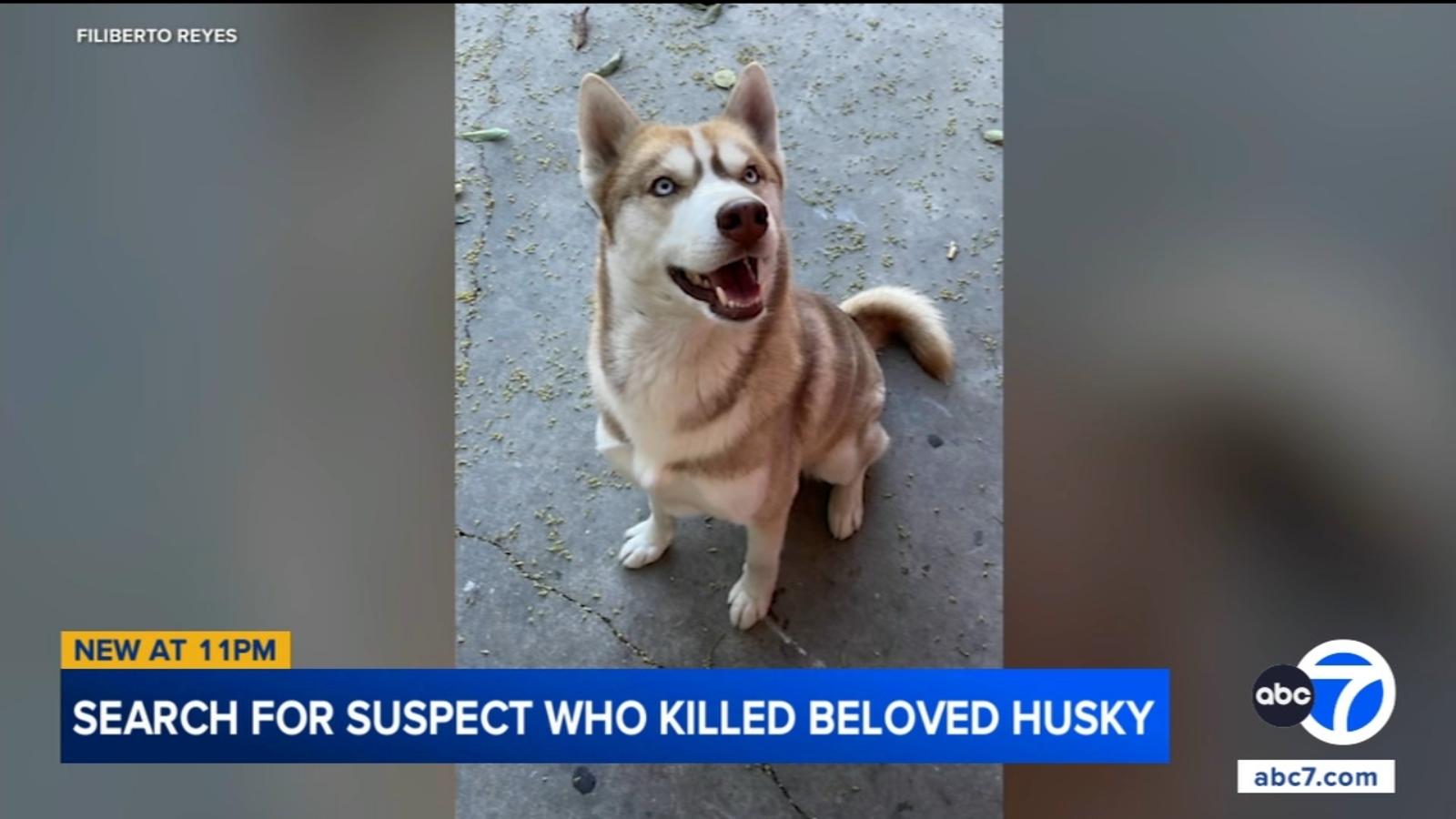 Husky found hanging in Lynwood alley; L.A. County Sheriff’s Department investigating animal cruelty incident Husky found hanging in Lynwood alley; L.A. County Sheriff’s Department investigating animal cruelty incident