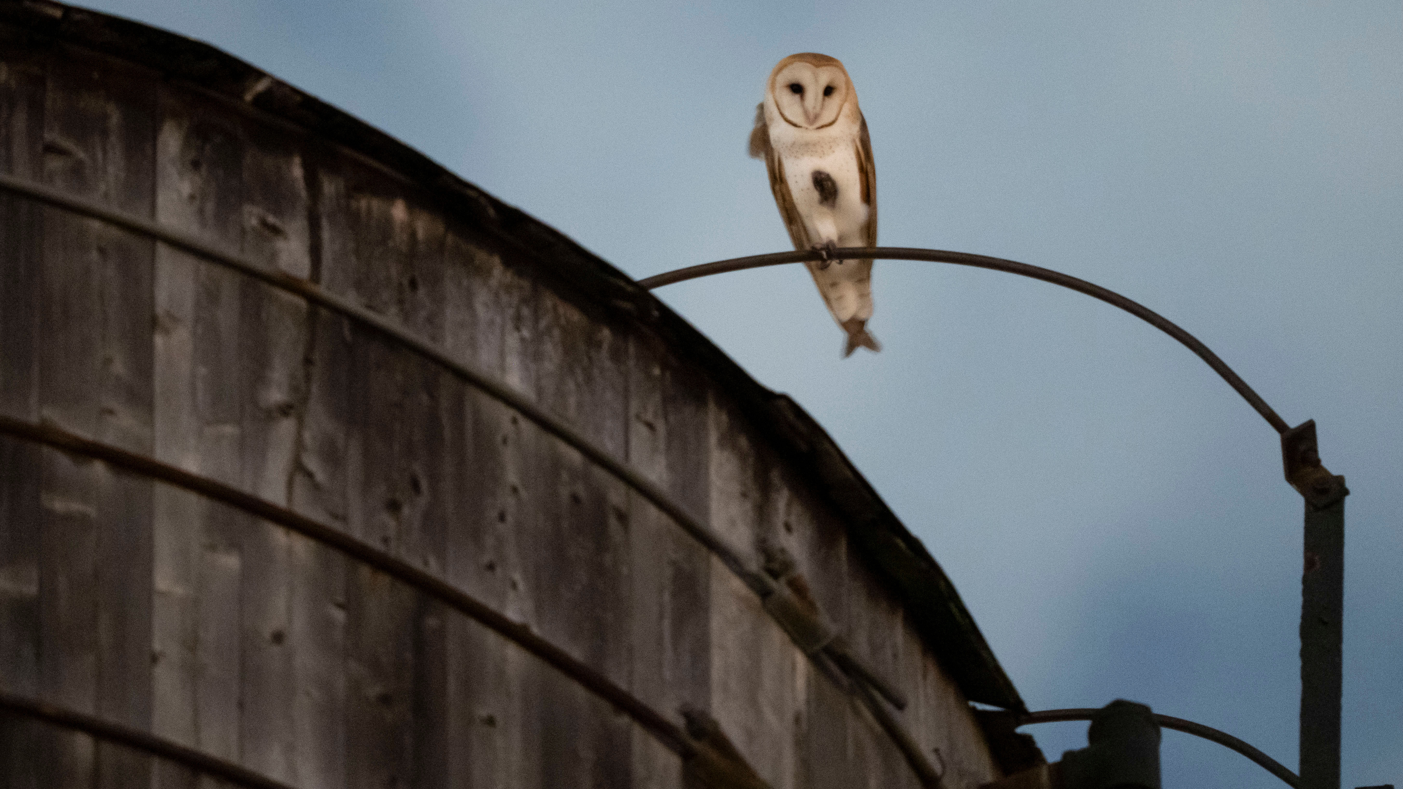 An American Barn Owl sits perched on a water tower on the Upper West Side neighborhood, Wednesday, Oct. 14, 2026, in New York. 