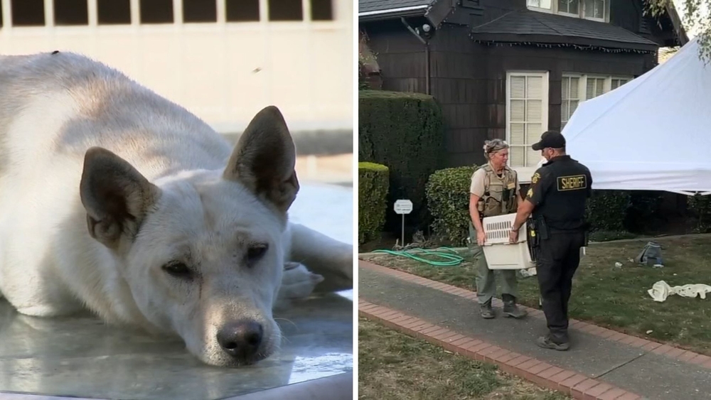 44 dogs taken from Vallejo 'hoarder' home linked to convicted breeder