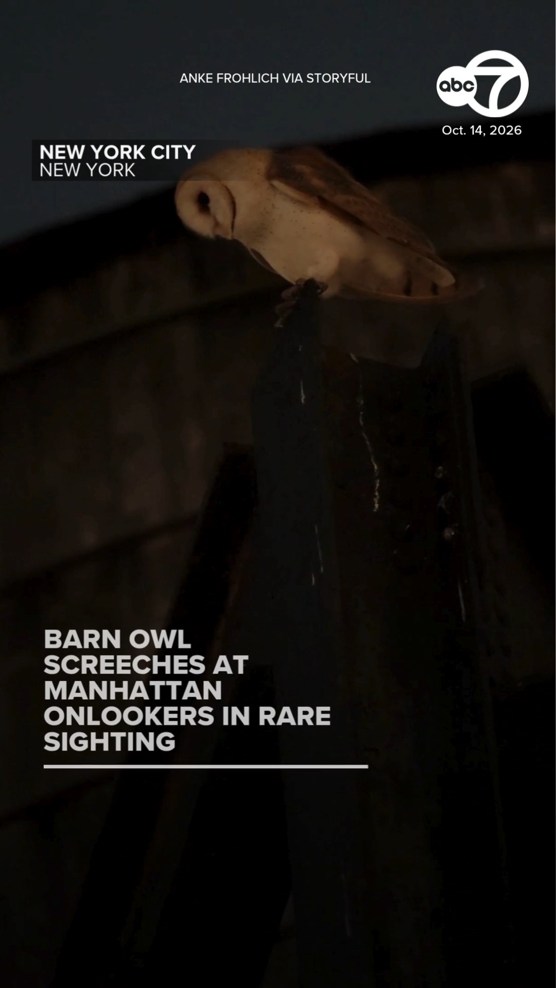 Barn owl screeches at Manhattan onlookers in rare sighting