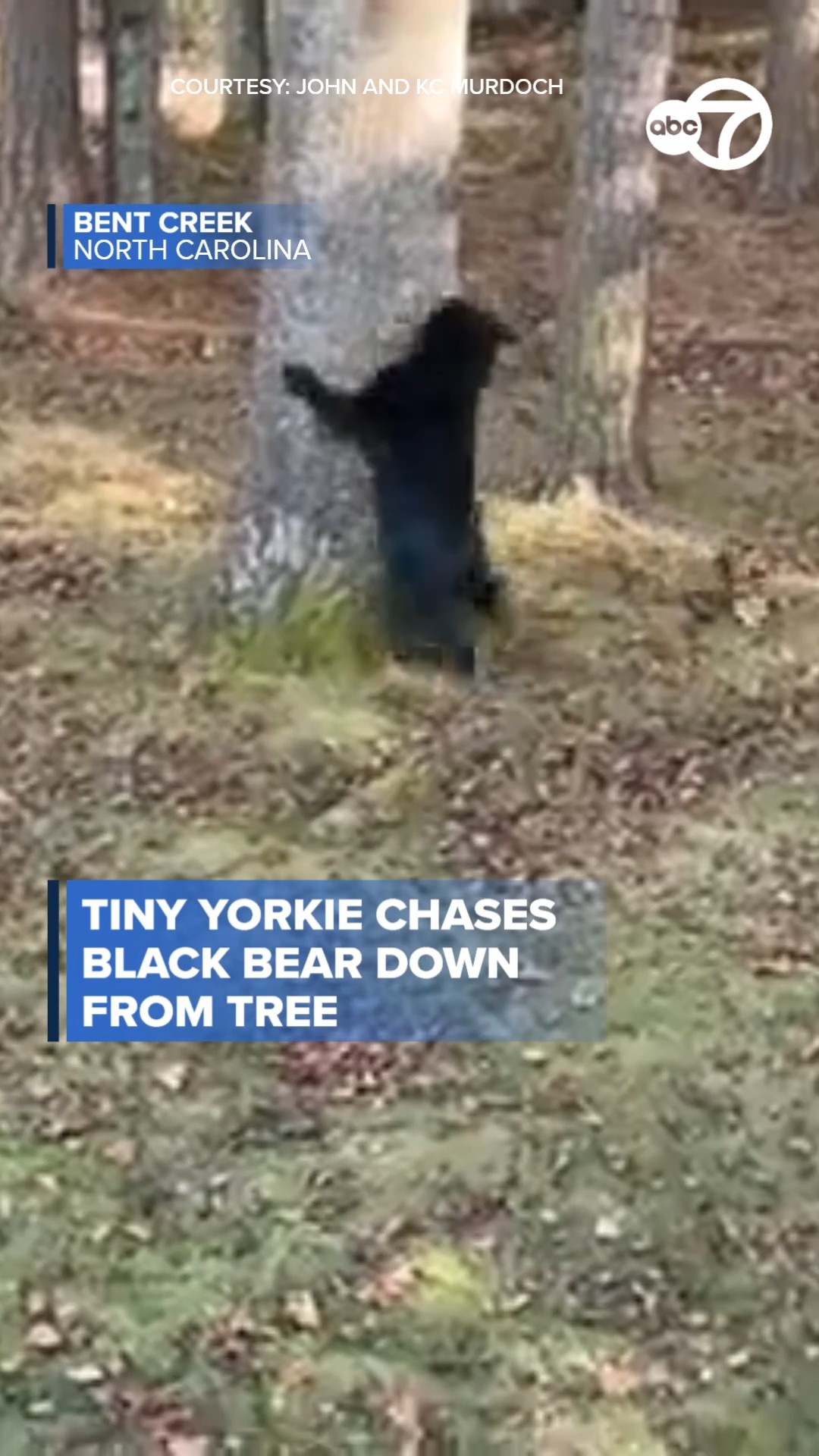 Tiny yorkie chases black bear down from tree