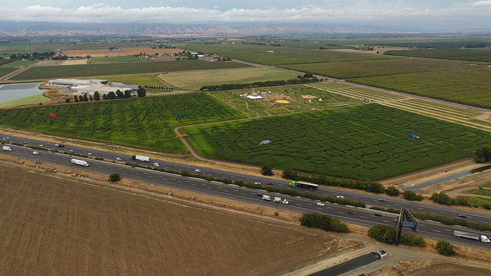 2 people stabbed at popular Bay Area corn maze, authorities say