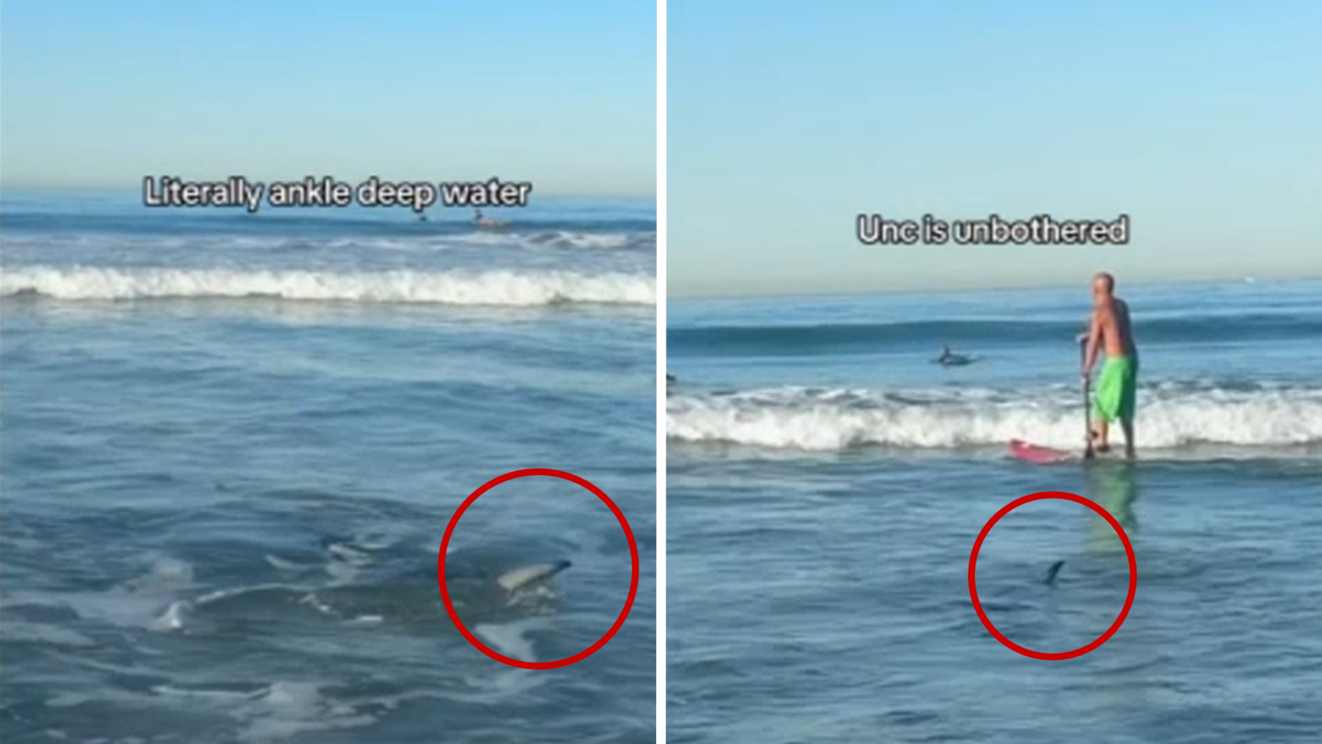 Shark spotted swimming near Manhattan Beach surfers in viral video