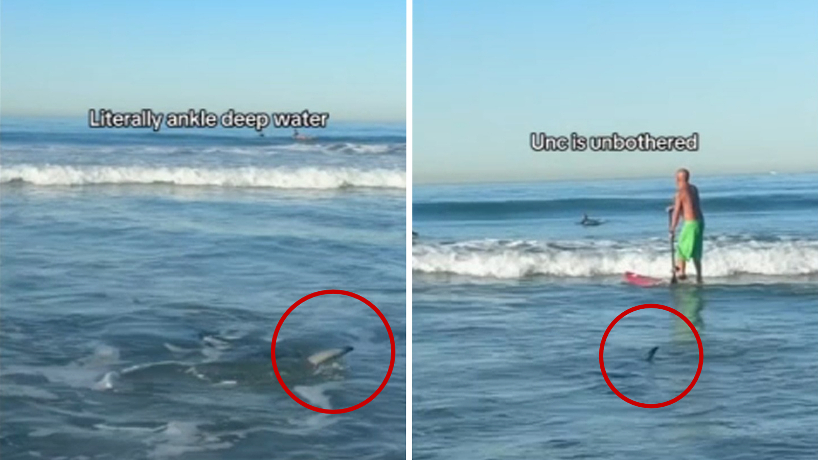 Video captures shark swimming amongst surfers off Manhattan Beach Video captures shark swimming amongst surfers off Manhattan Beach