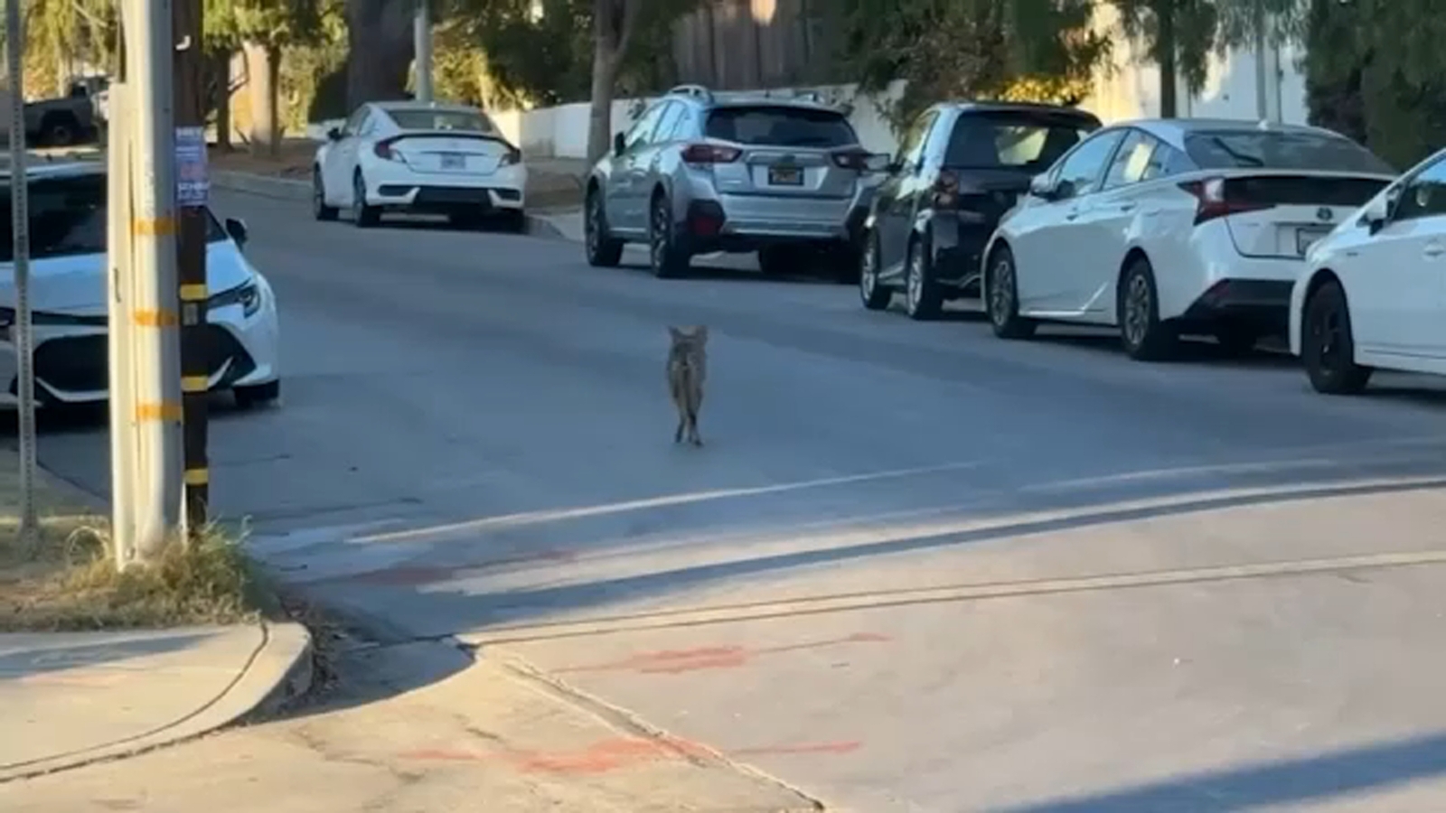 Coyote euthanized after 16-month-old child injured in Atwater Village Coyote euthanized after 16-month-old child injured in Atwater Village