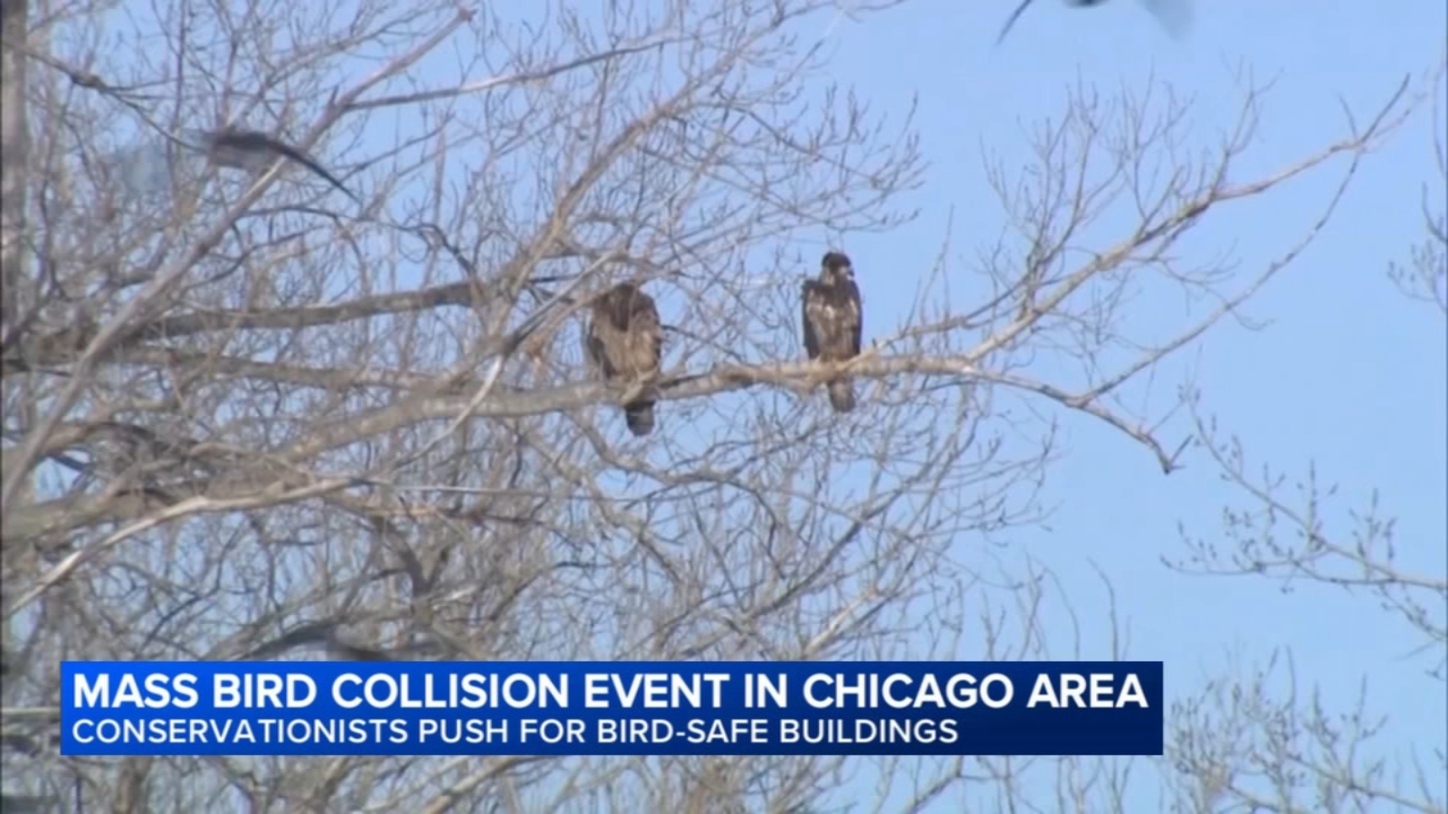 More than 1,000 birds hurt or killed in building collisions in Chicago this weekend
      