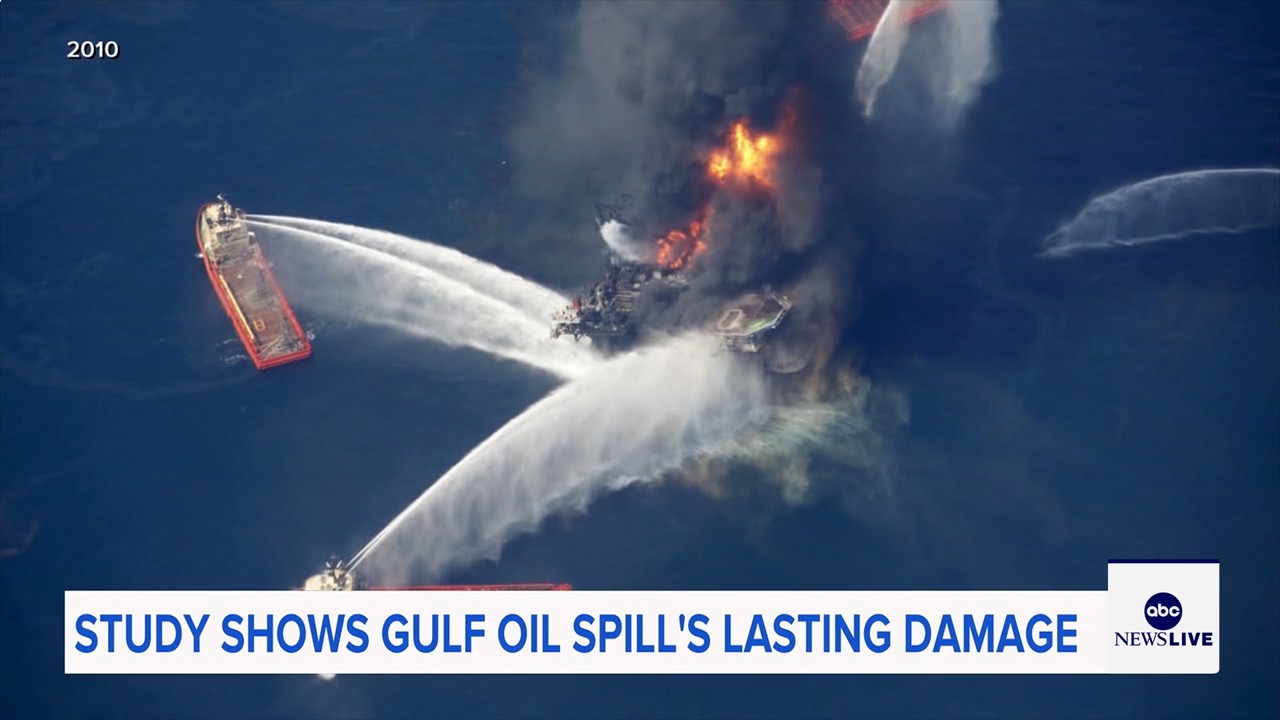 Marine life dramatically declined in Gulf of Mexico in years after BP oil spill, study finds