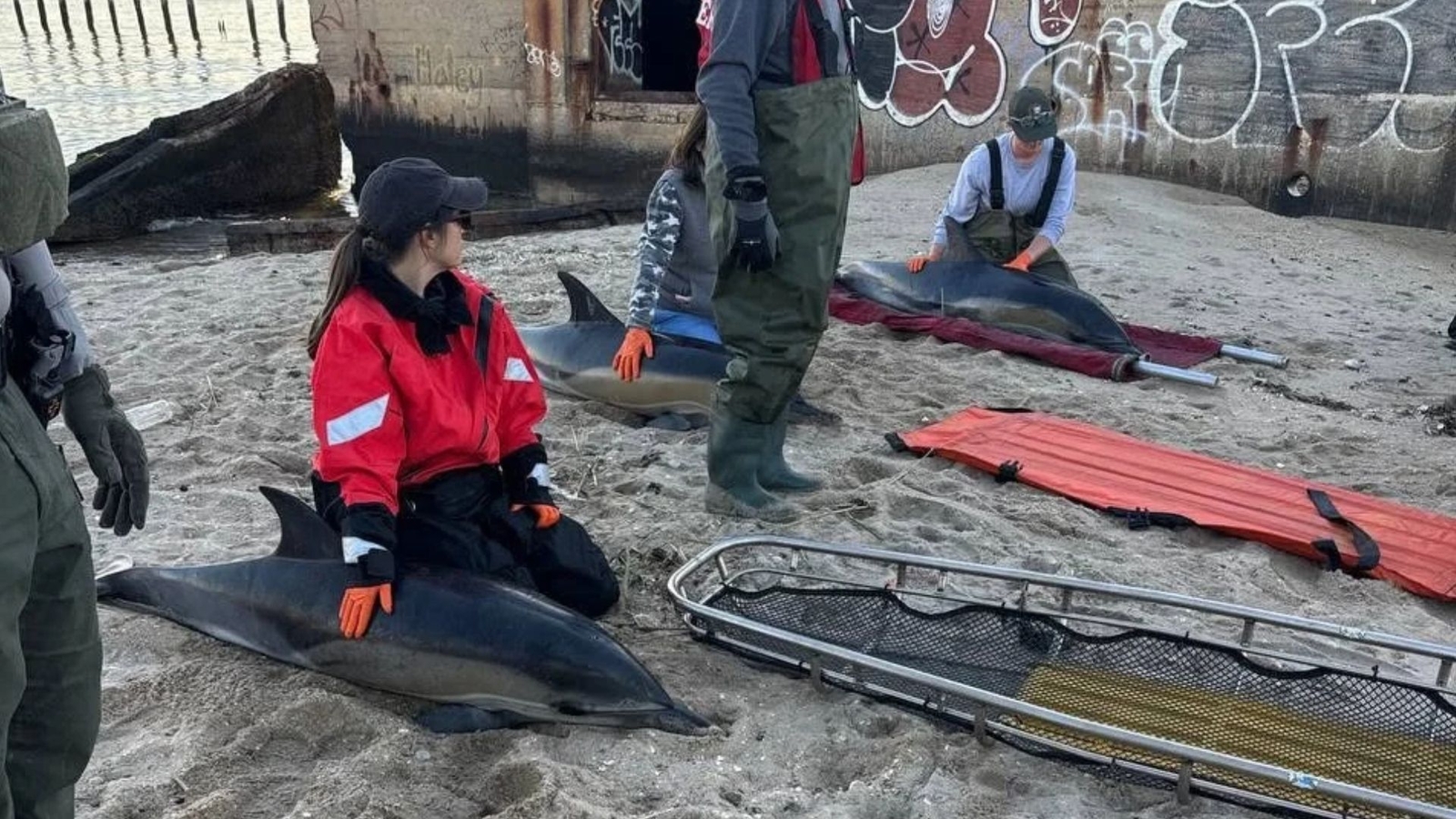 Sea Bright rescuers help save 3 dolphins stranded in Sandy Hook marshland