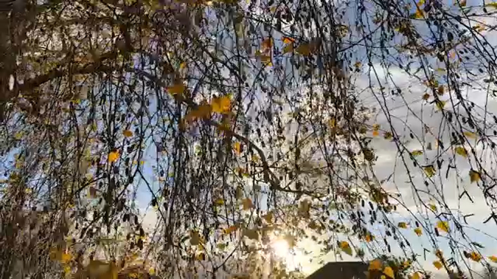 Dr. Aminian Says Fall Weather Worsens Fresno Allergies