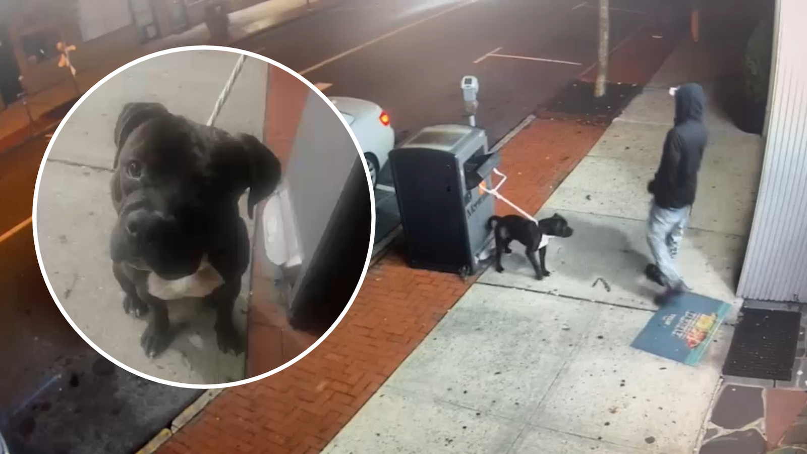 Man sought after pit bull abandoned outside Montclair store