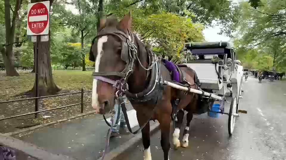 New York City Council passes law to phase out horse-drawn carriages by 2028