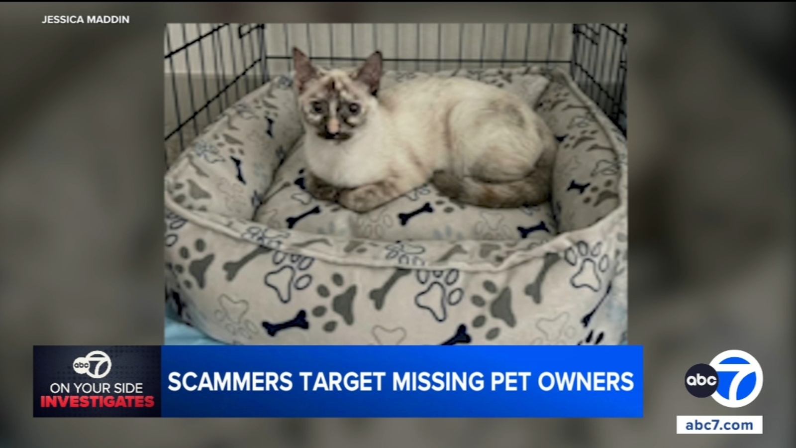 Palmdale pet owner warns others after receiving scam messages about her missing cat Palmdale pet owner warns others after receiving scam messages about her missing cat