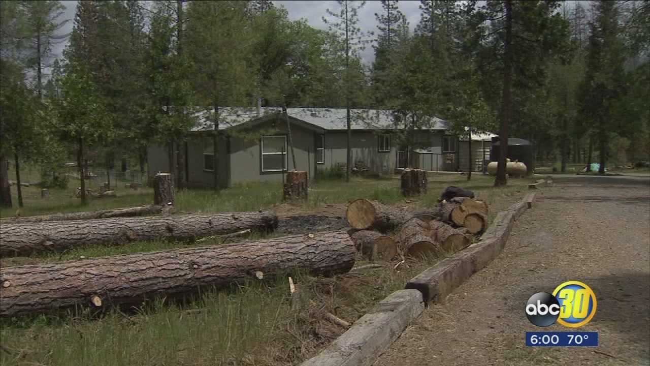 Mariposa County residents frustrated by dead, piling trees as crews clear bark beetle infestation