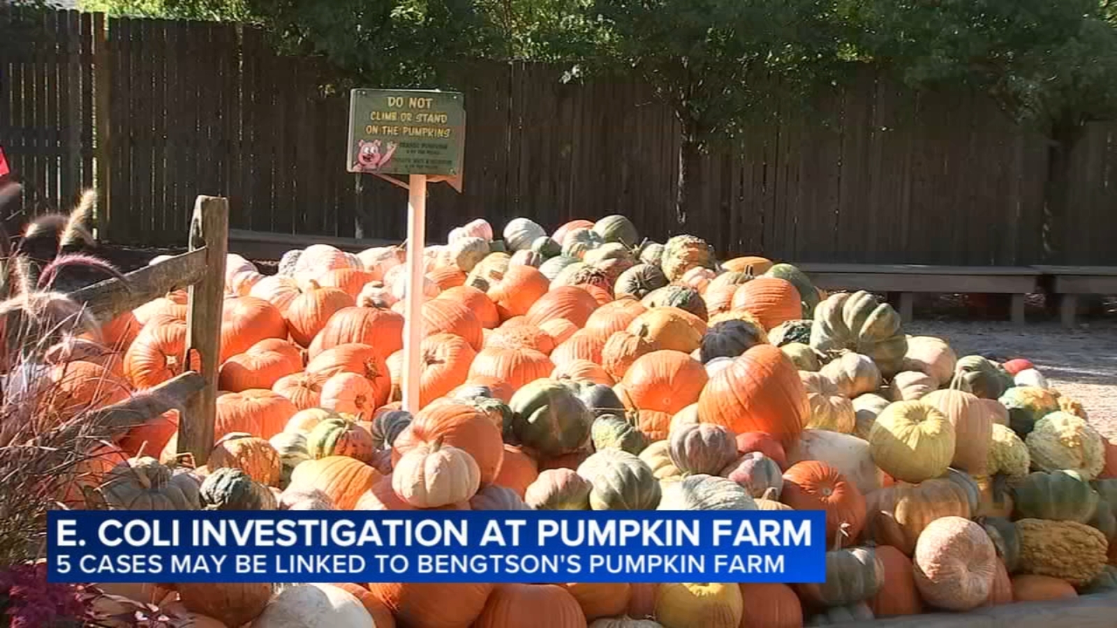 E. coli cases possibly linked to Bengtson's Pumpkin Farm, Will County health officials say
      