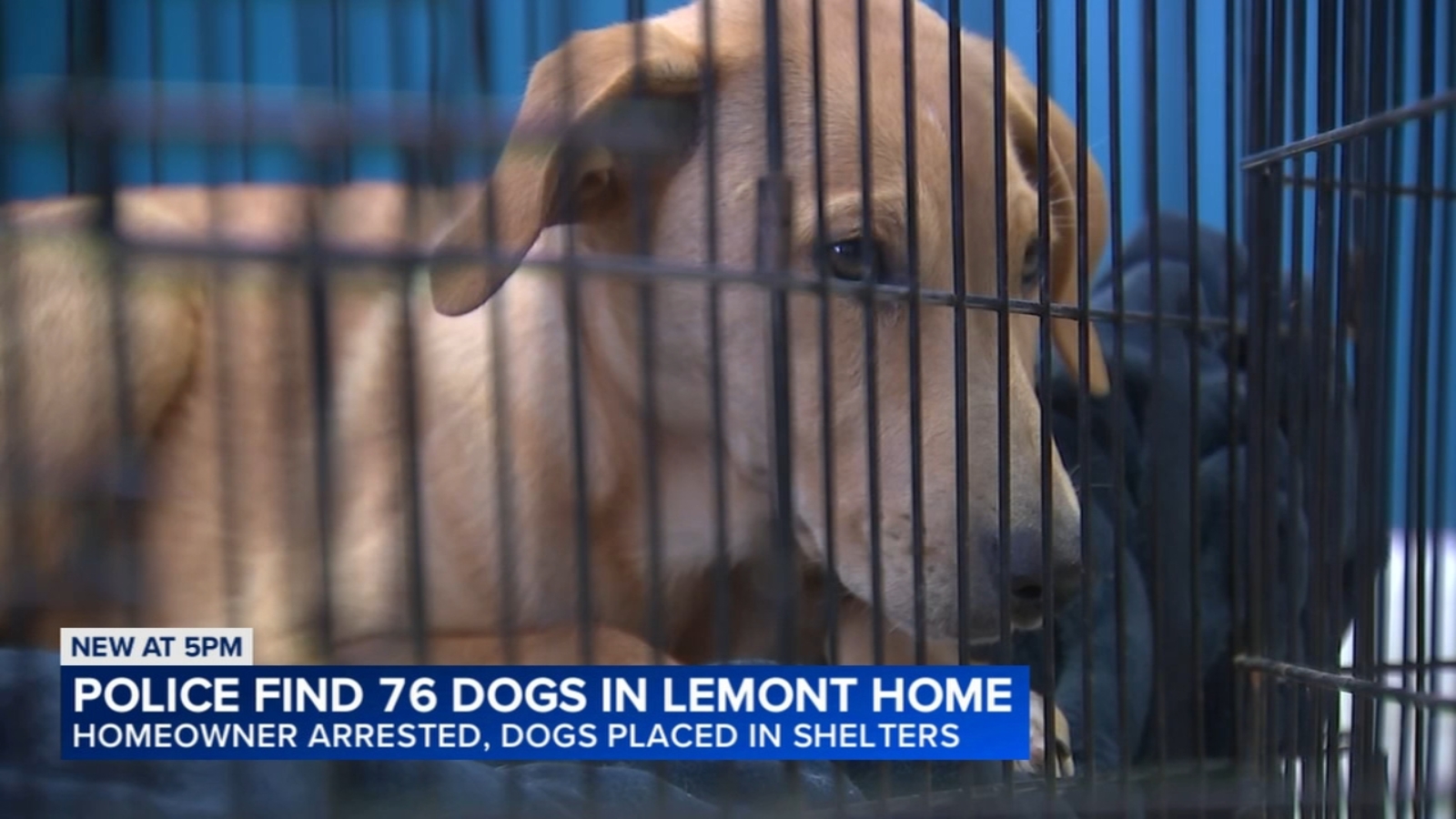Search for firearms at Lemont home leads to rescue of 76 dogs, officials say
      