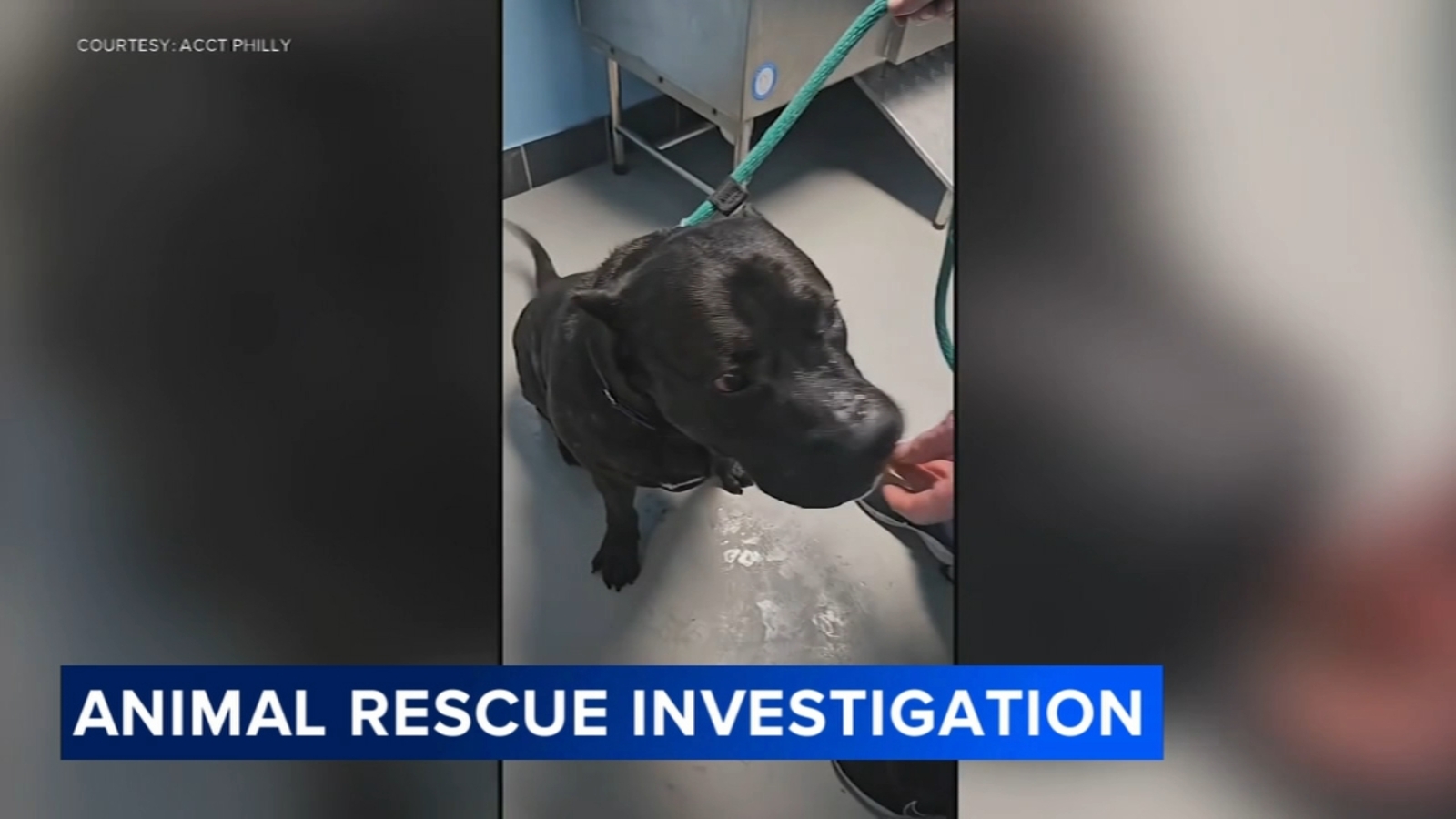 ACCT Philly seeks answers after allegations dog was shot in rescue partner's care
      