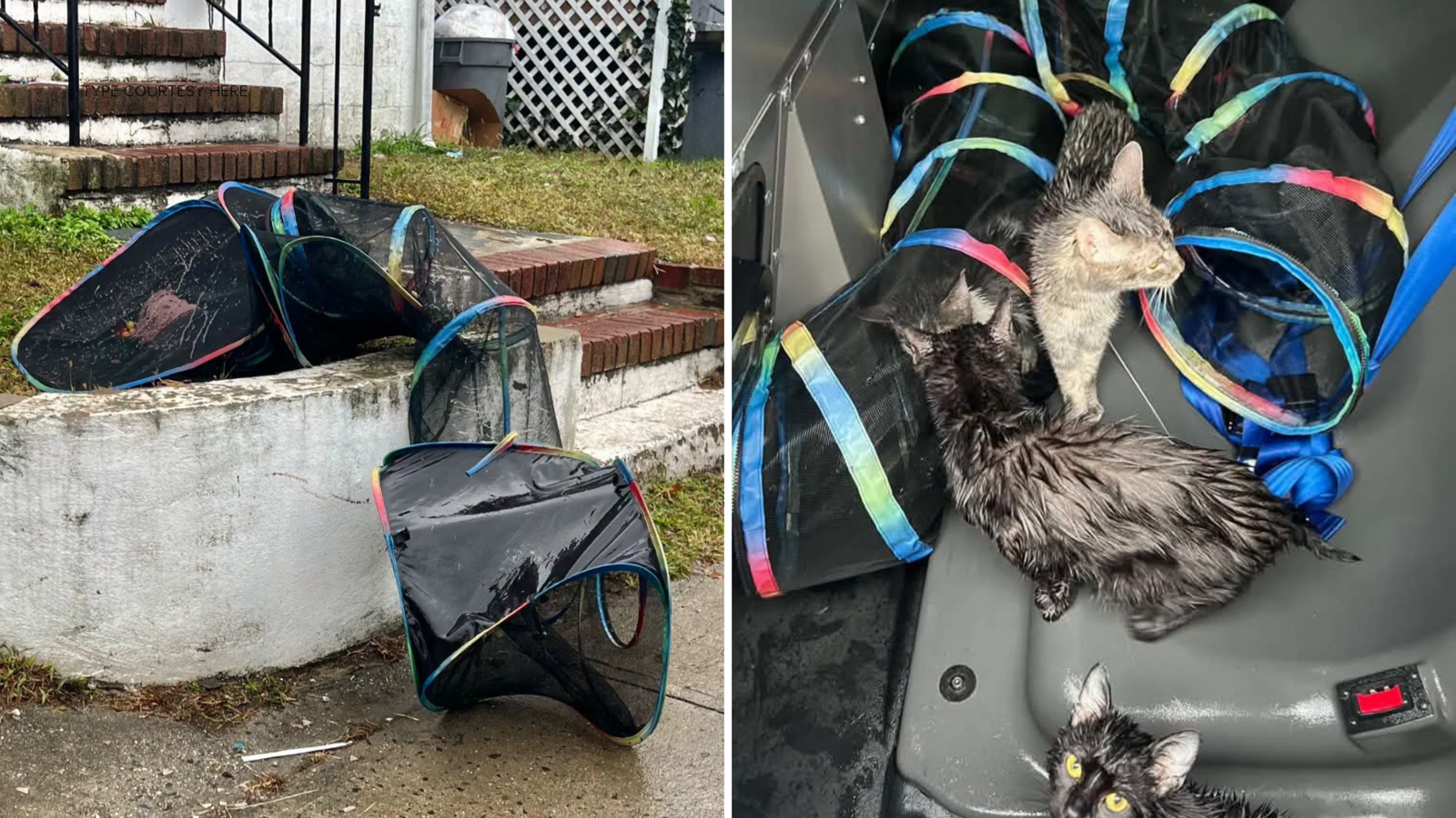 Abandoned kittens find homes after rain-soaked rescue