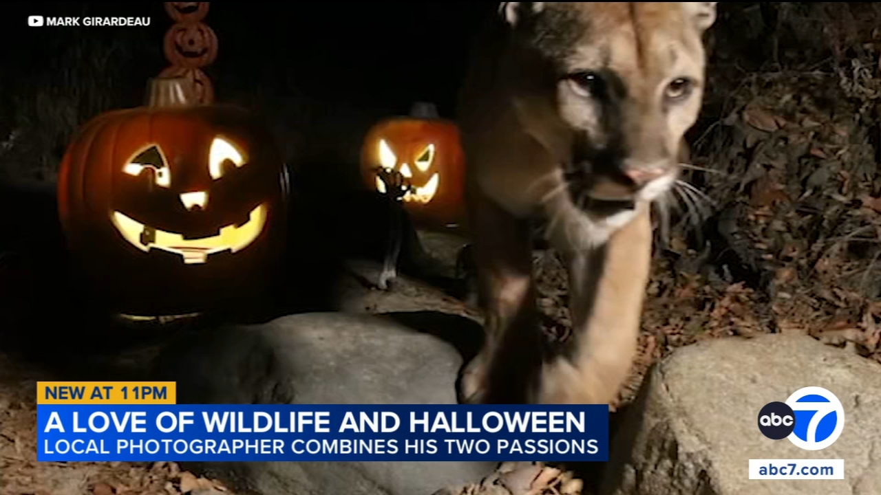 SoCal photographer captures Halloween-themed wildlife scenes in Santa Ana Mountains