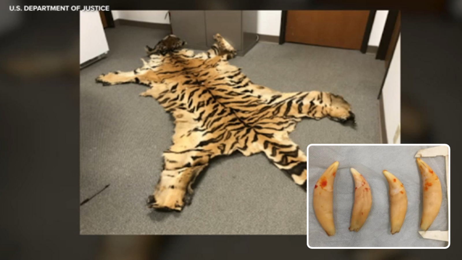 Anaheim couple sentenced for trafficking protected wildlife parts, including lion teeth and tiger pelt Anaheim couple sentenced for trafficking protected wildlife parts, including lion teeth and tiger pelt