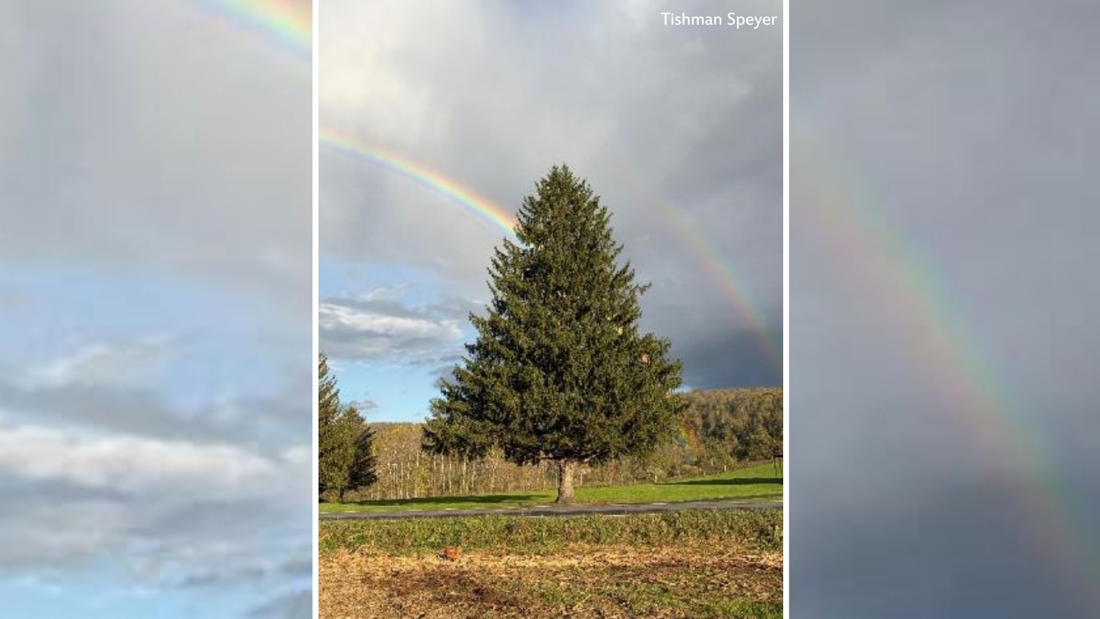 Rockefeller Center reveals 2026 Christmas tree selected from West Edmeston, New York
