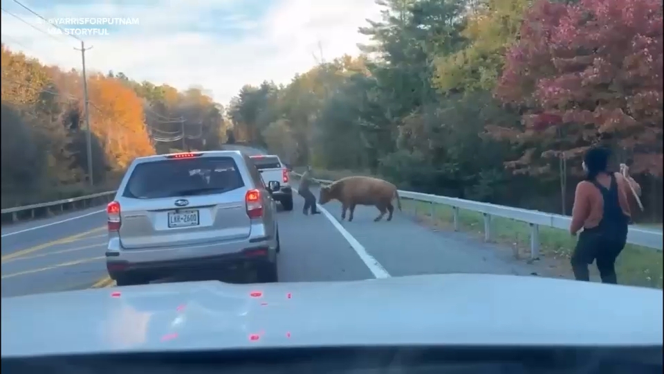 Carmel police wrangle Maggie the runaway cow after wild chase