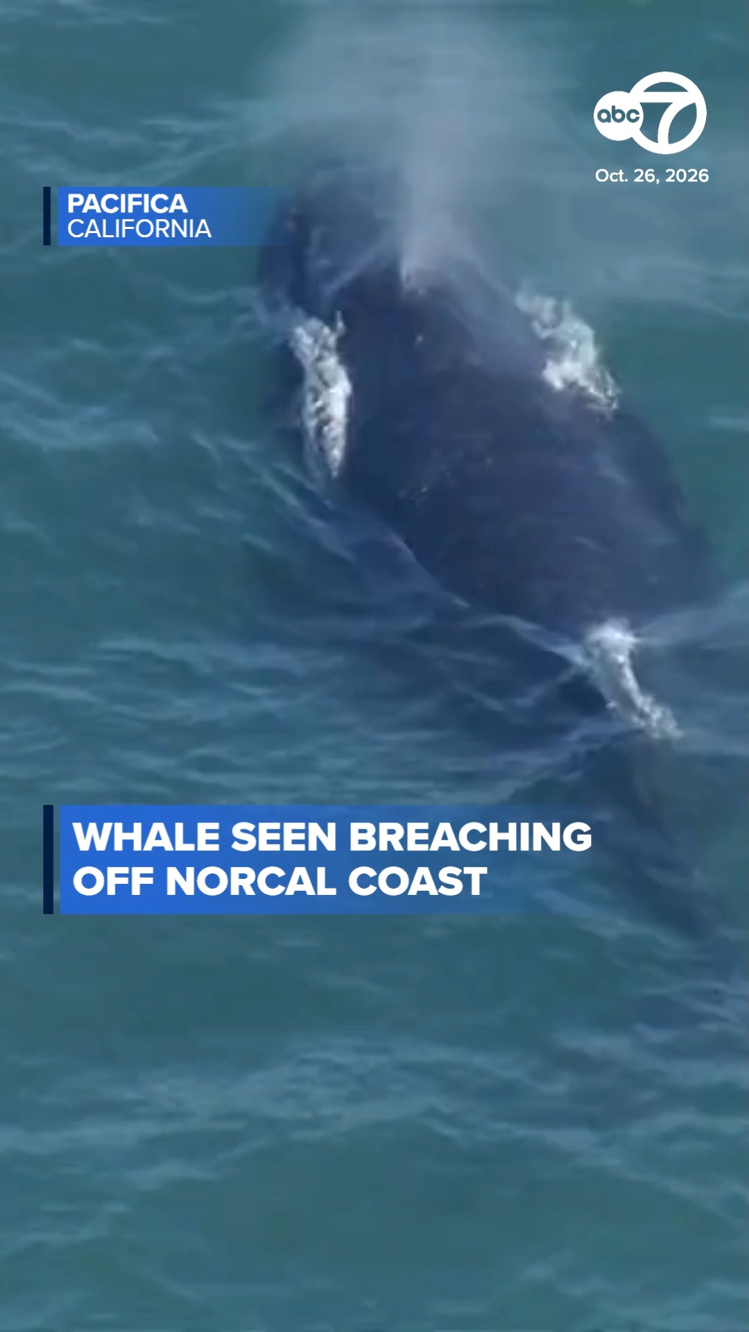 Whale seen breaching off NorCal coast