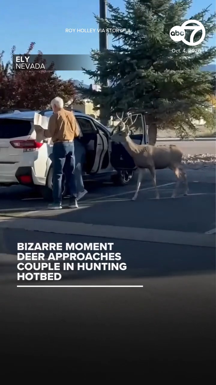 Bizarre moment deer approaches couple in hunting hotbed