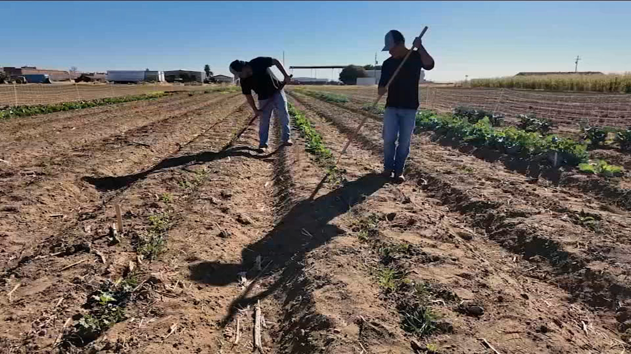 Coalinga College Farm Program Offers Paid Agricultural Internships