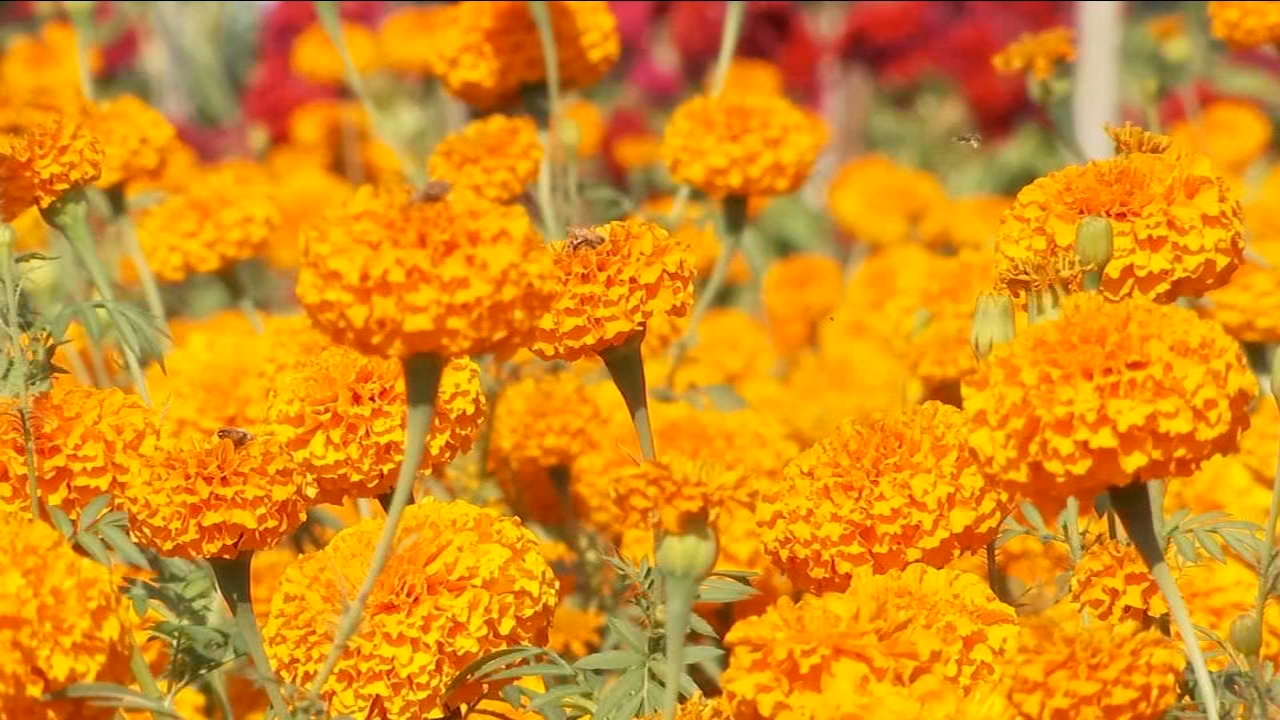 Fresno County Marigold Growers Prepare for Día de los Muertos