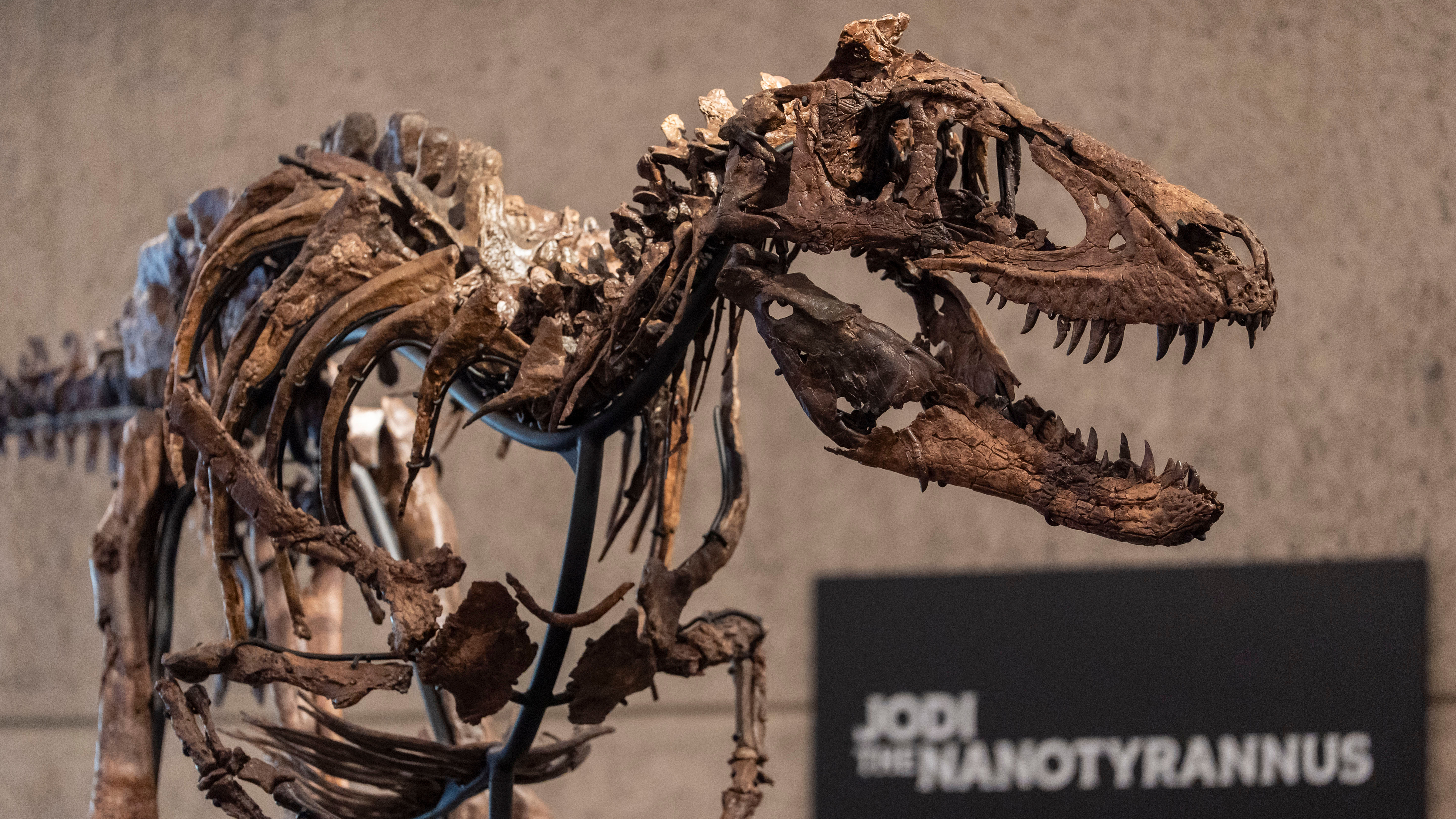 Jodi, a mounted Nanotyrannus skeleton, of the Cretaceous Period, approximately 67 million years ago, estimated at $6 - 9 million, is displayed at Sotheby's, Tuesday, Oct. 13, 2026, in New York. 