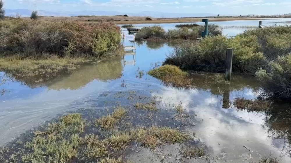 High tide floods portions of Palo Alto Baylands