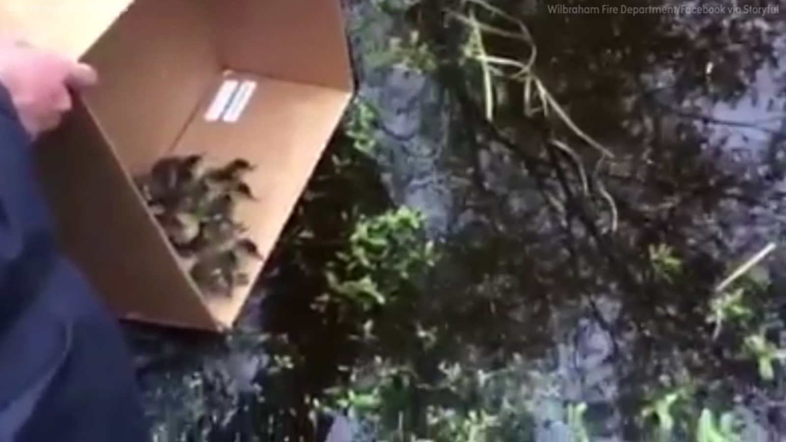 Firefighters reunite ducklings with mother - ABC7 Chicago