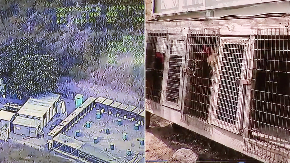 LA County cockfighting ring bust largest in US history