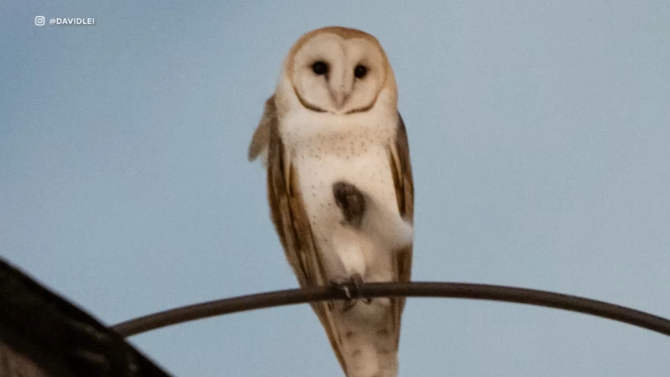 Rare barn owl nest sparks outrage on Upper West Side