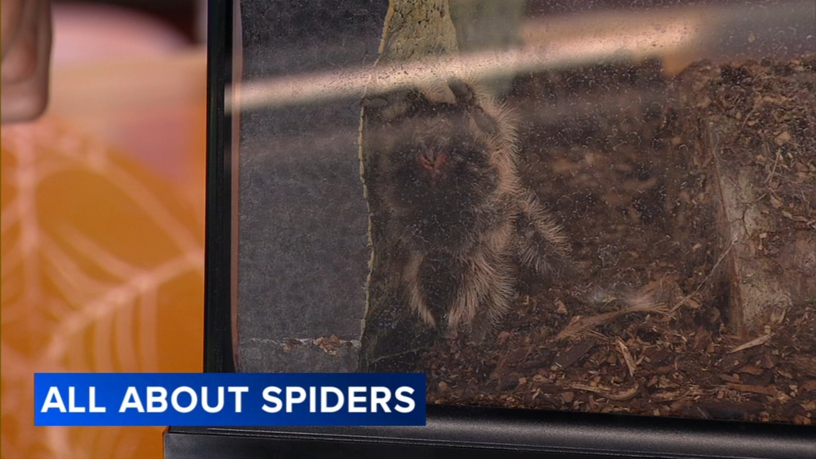 The Bug Girl share spider facts, joined by pet tarantula