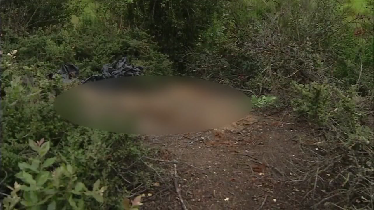 Animal shelter offers reward for information about mass animal grave -  ABC13 Houston