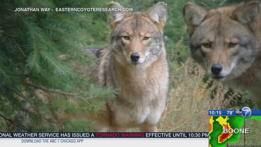 Could the 'coywolf' hybrid come to Chicago?