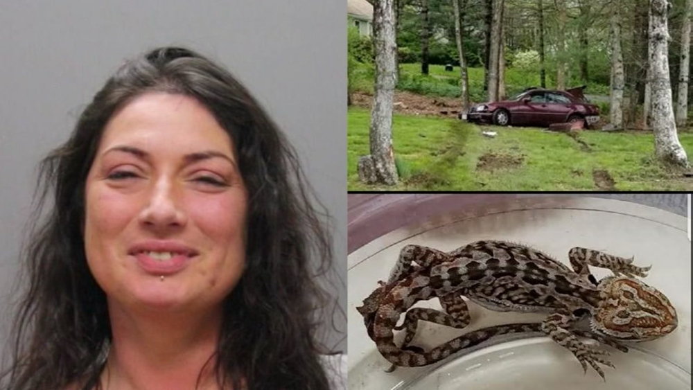 Police say woman drunk and had a lizard in her bra
