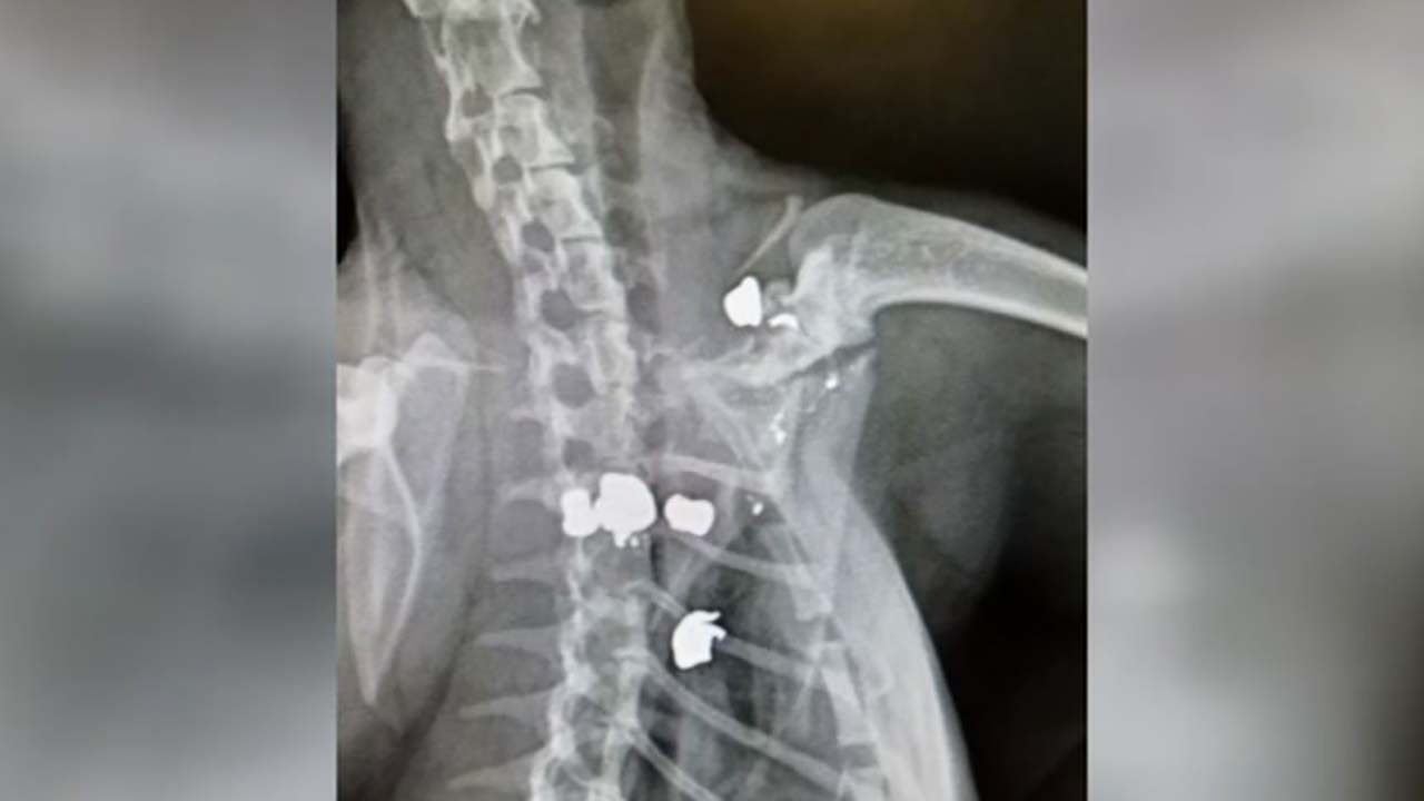 Six cats shot with pellets in Willowick Forest neighborhood