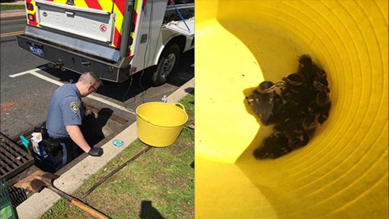 Ducklings rescued from storm drain in Bucks County - 6abc Philadelphia