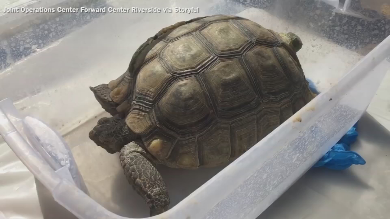 VIDEO: Marines Rescue Desert Tortoises