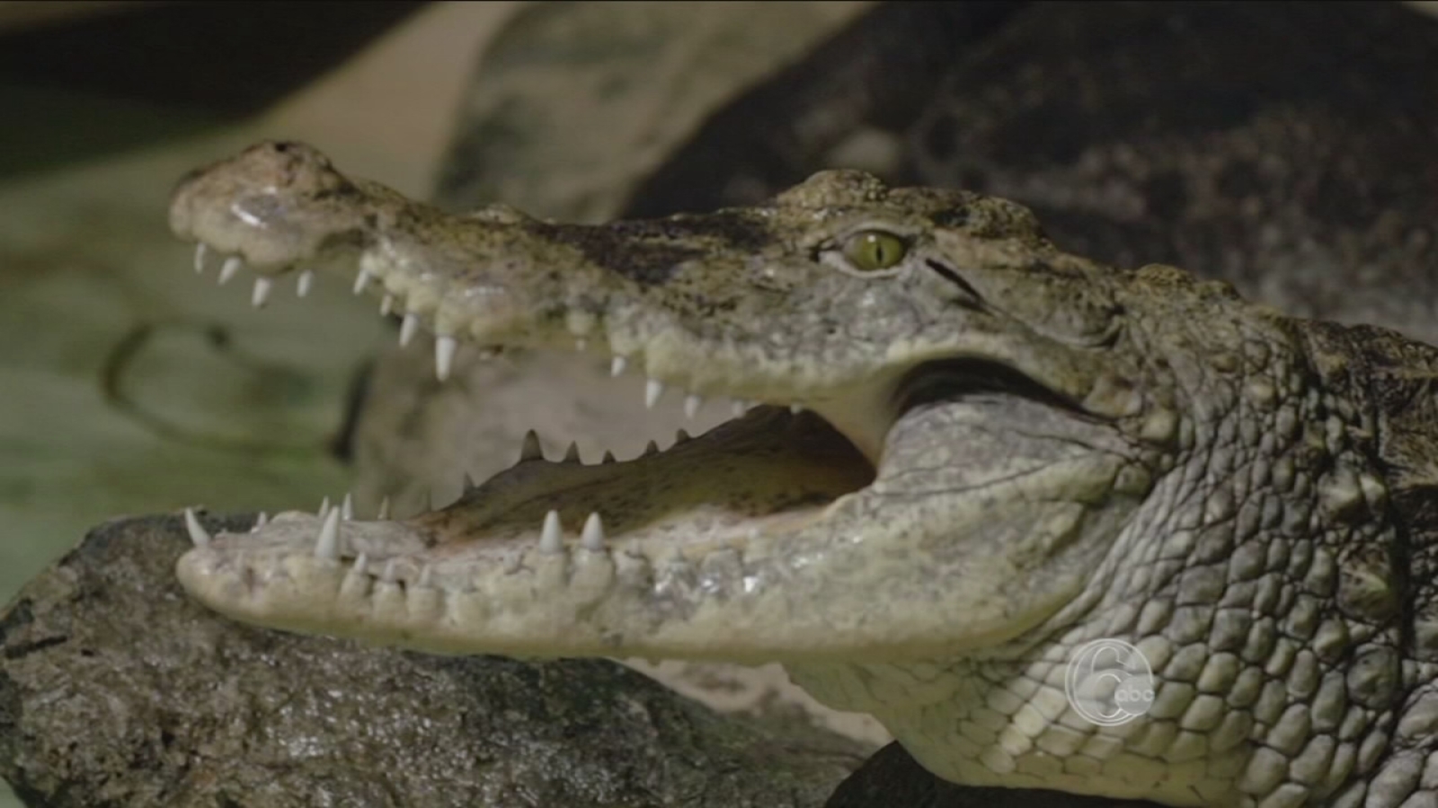 Philadelphia Zoo by the numbers 6abc Philadelphia