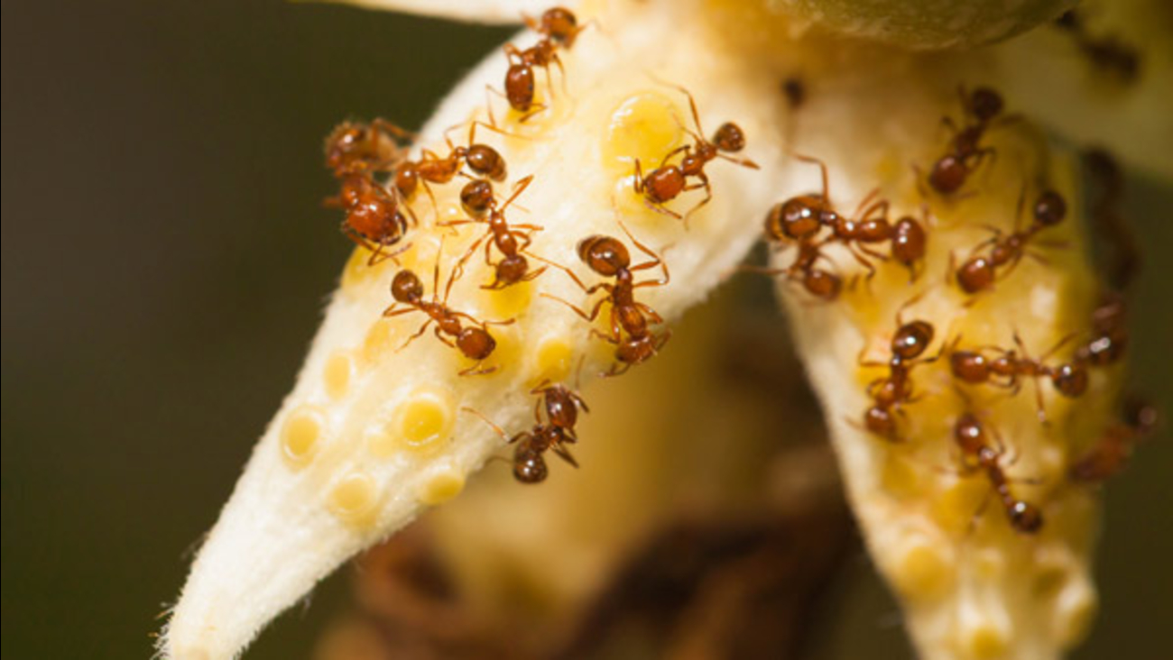 Delaware nurseries, plant purchasers warned of fire ants