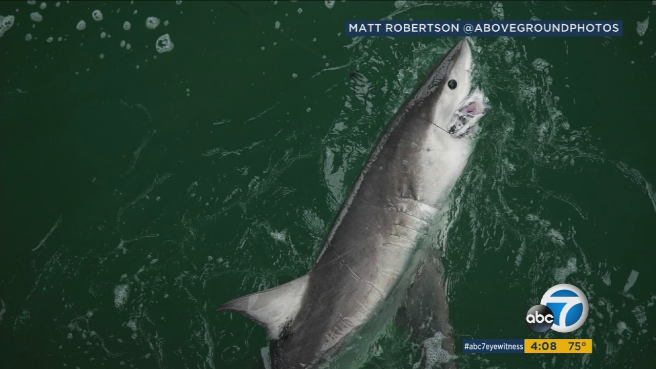 San Clemente beaches closed after 25 sharks spotted in water