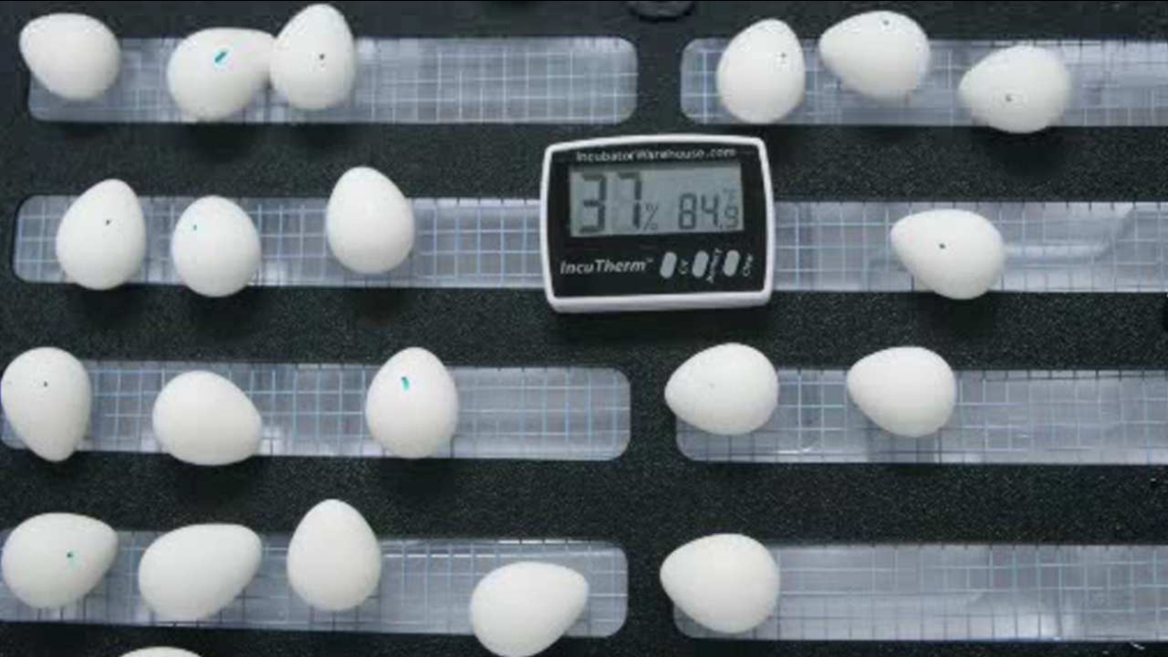 Long Island town incubating Northern Bobwhite Quail eggs in fight