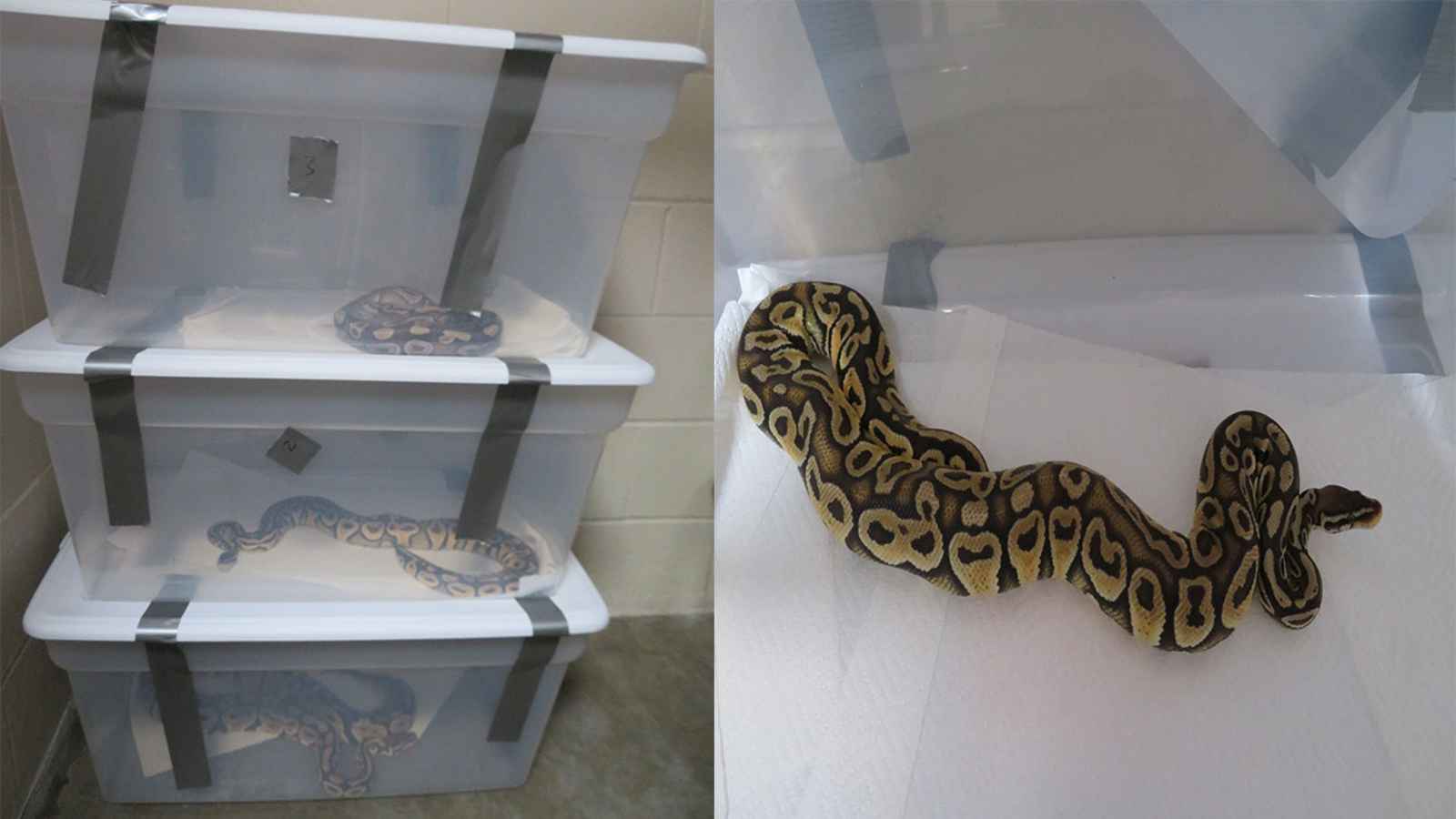 42 python snakes discovered at storage facility in ArroyoGrande ABC7