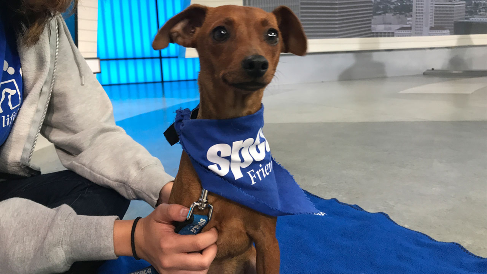 Pet of the Week 10monthold Dachshund, greyhound mix named Summer