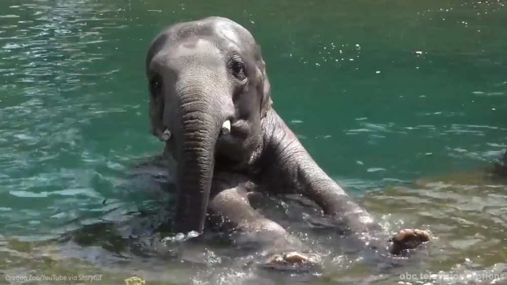 Watch these elephants have fun in their pool at the Oregon Zoo