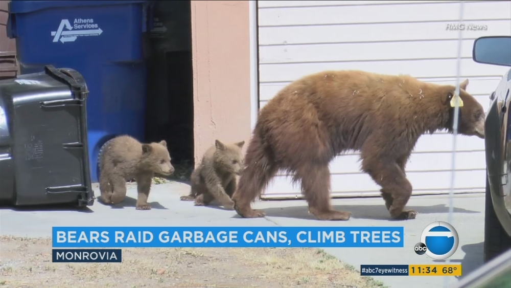 Mama bear and 2 cubs caught feasting in SoCal neighborhood 