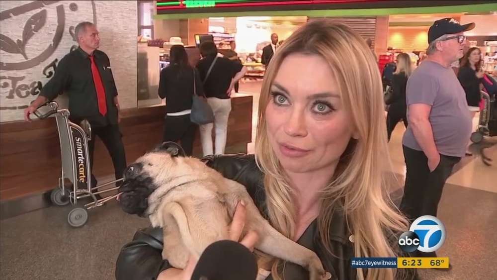 Iranian pug brought to safety in SoCal  by 'Pug Queen'